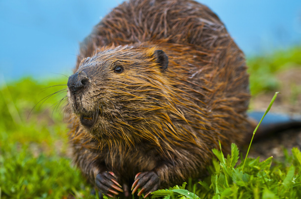 What beavers can teach us about oral care