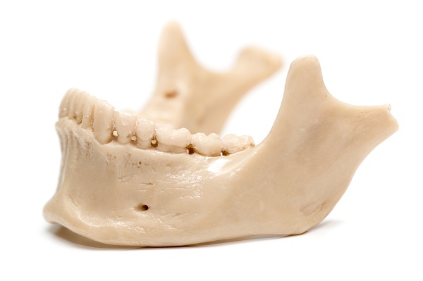 human jaw on a white background